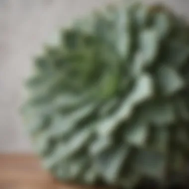 A close-up view of a textured succulent pillow highlighting its artistic design.